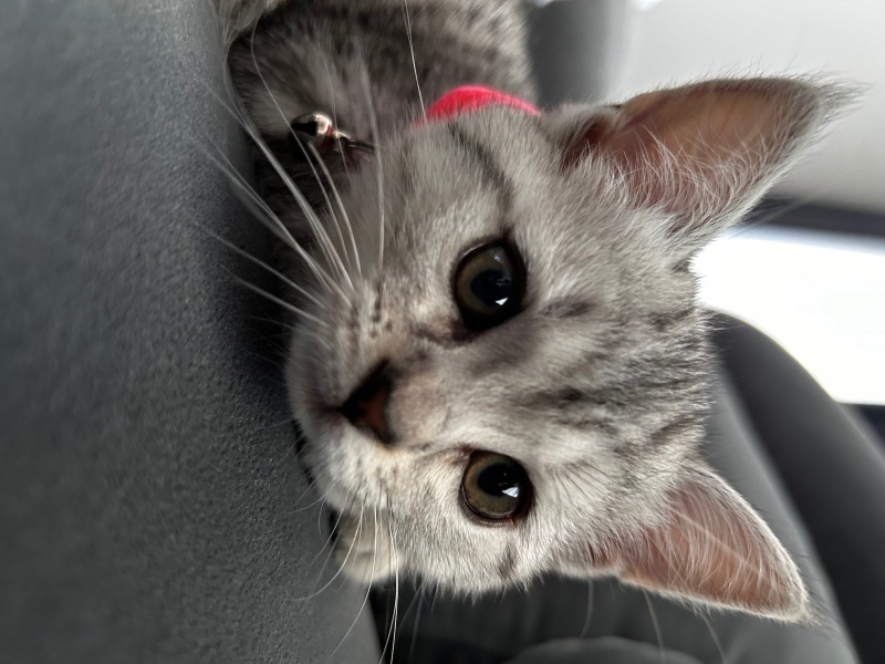 British Shorthair, Kedi LEYLA fotoğrafı