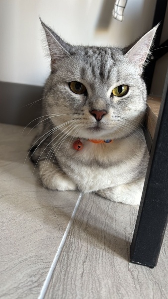 British Shorthair, Kedi LEYLA fotoğrafı