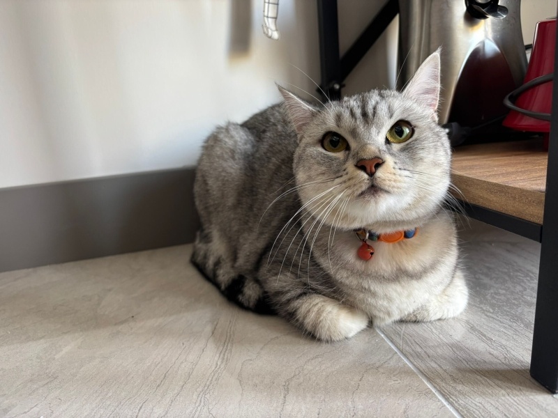British Shorthair, Kedi LEYLA fotoğrafı