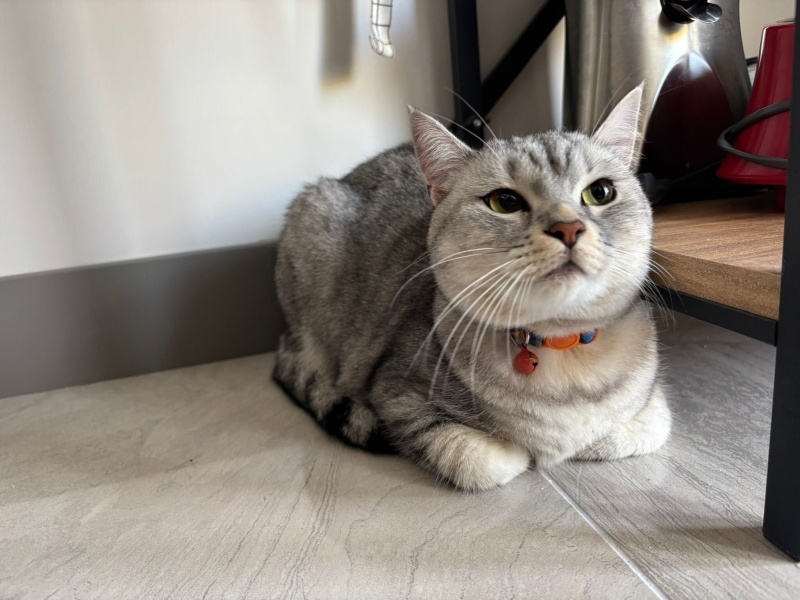 British Shorthair, Kedi LEYLA fotoğrafı