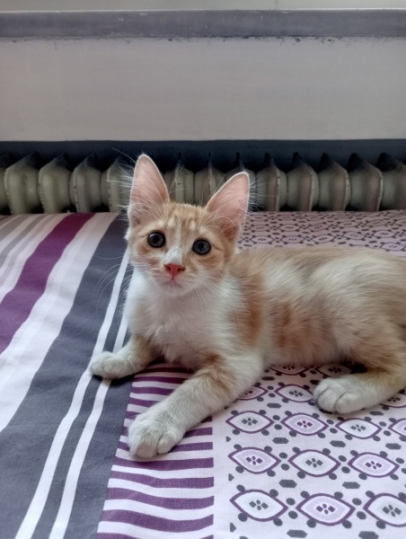 Sarman, Kedi  Ballı fotoğrafı