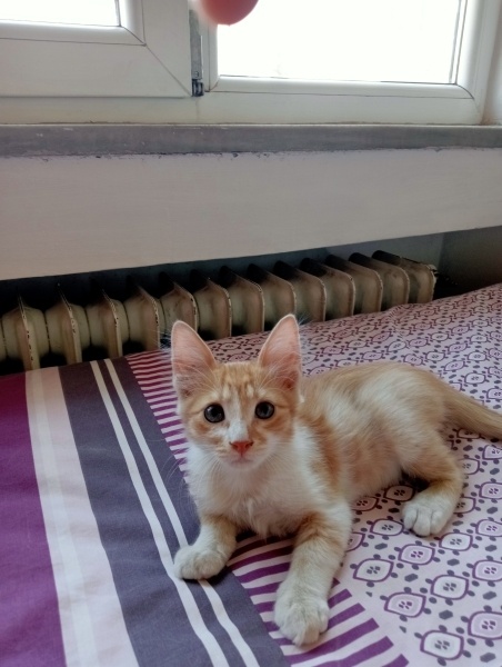 Sarman, Kedi  Ballı fotoğrafı