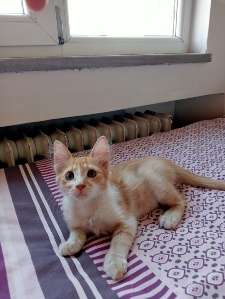Sarman, Kedi  Ballı fotoğrafı