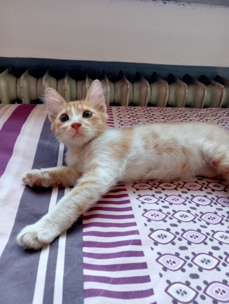 Sarman, Kedi  Ballı fotoğrafı