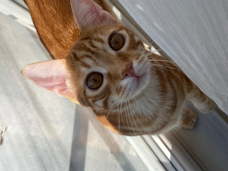 Sarman, Kedi  Bal fotoğrafı