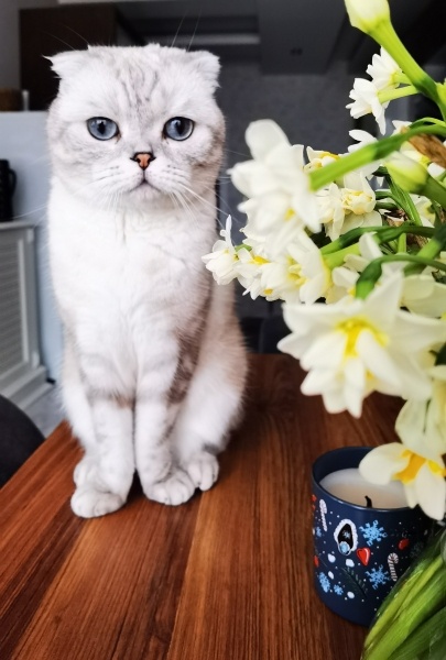 Scottish Fold, Kedi  Pamuk fotoğrafı