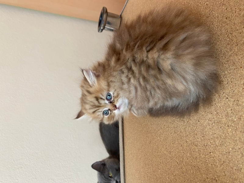British Longhair, Kedi Bebek fotoğrafı