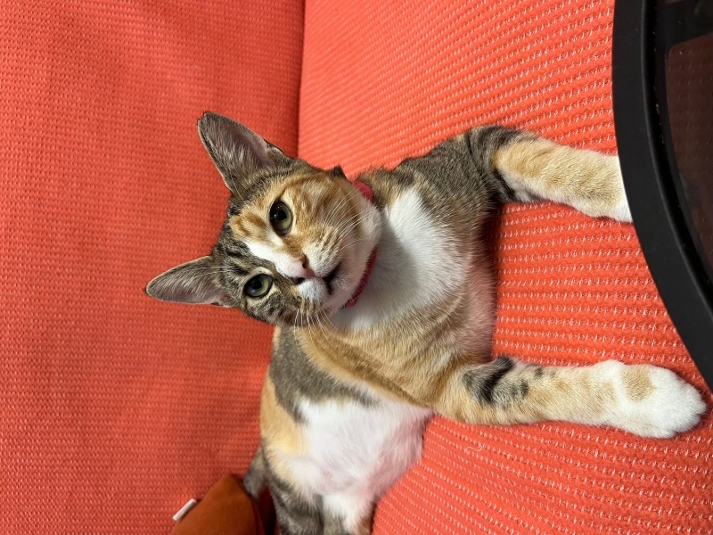 Tekir Kedi, Kedi  Bıdık fotoğrafı