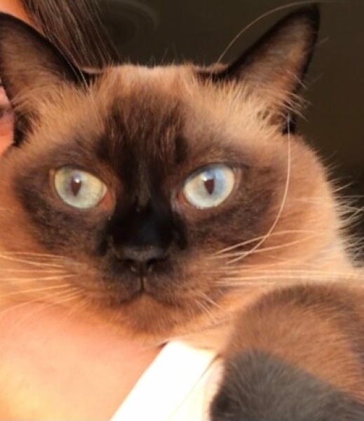 Siyam Kedisi, Kedi Lucy fotoğrafı