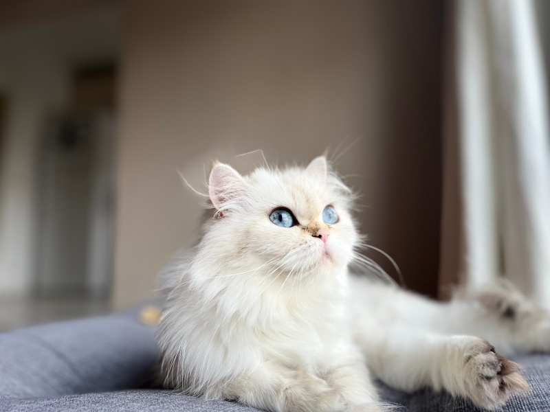 British Longhair, Kedi Makbule Mira fotoğrafı