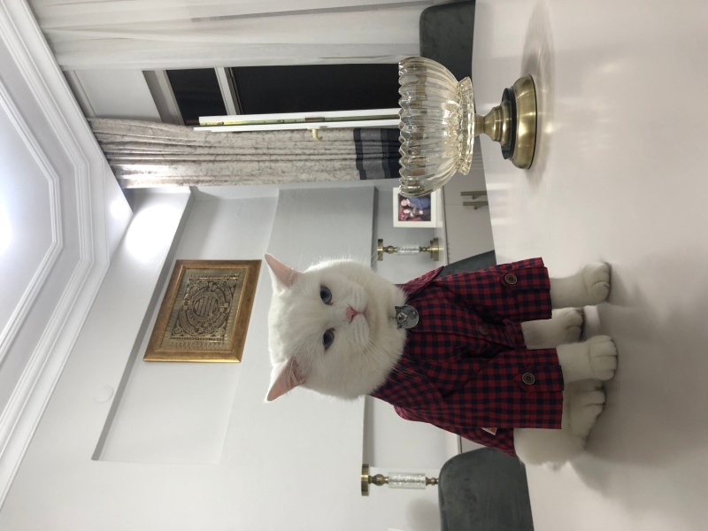 British Shorthair, Kedi Pofi fotoğrafı