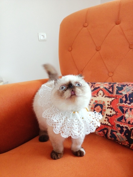Exotic Shorthair, Kedi Mişel fotoğrafı