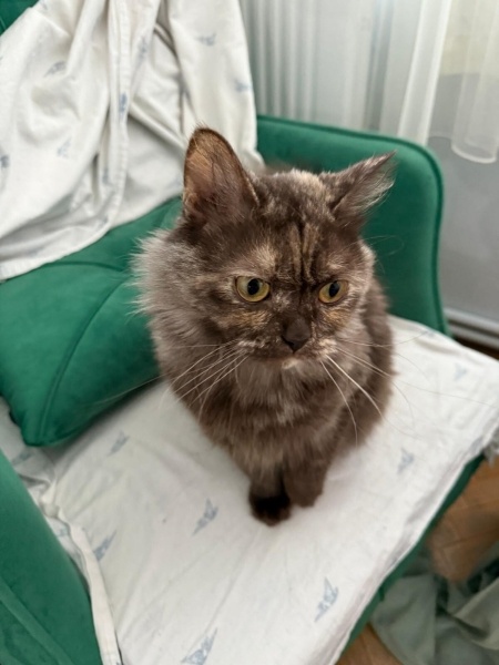 British Shorthair, Kedi Böcek fotoğrafı
