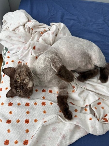 British Shorthair, Kedi Böcek fotoğrafı