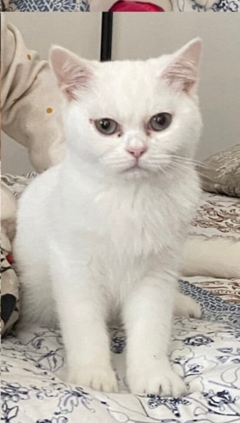 British Shorthair, Kedi Olaf fotoğrafı