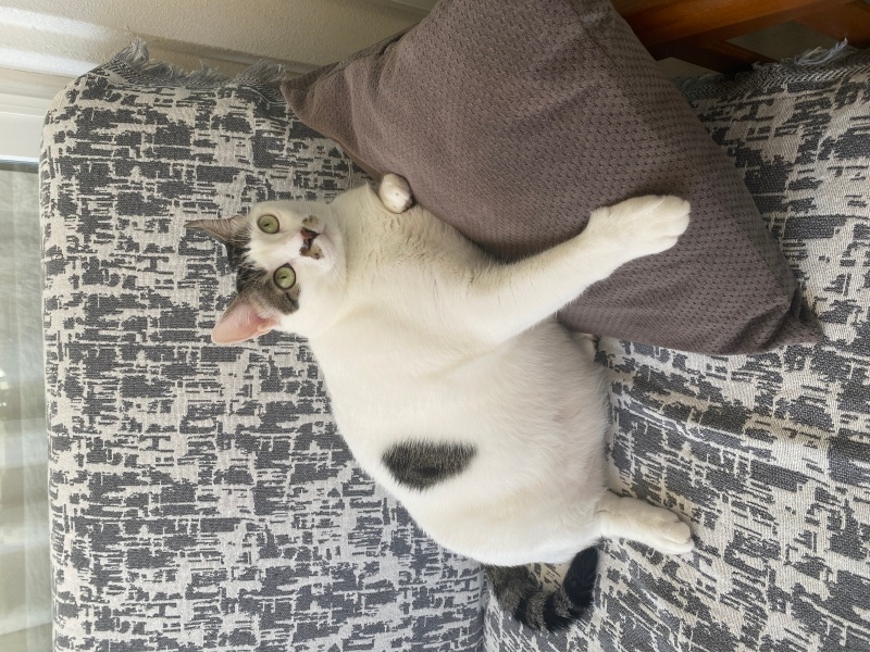 Tekir Kedi, Kedi  Marsy fotoğrafı