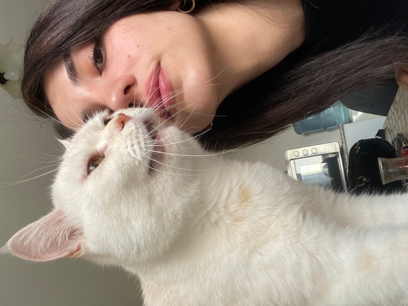 British Shorthair, Kedi  Casper fotoğrafı