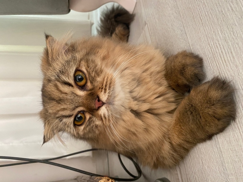 Scottish Fold, Kedi  Pamuk fotoğrafı