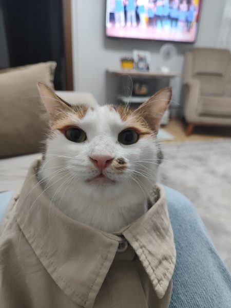 Tekir Kedi, Kedi Maya fotoğrafı