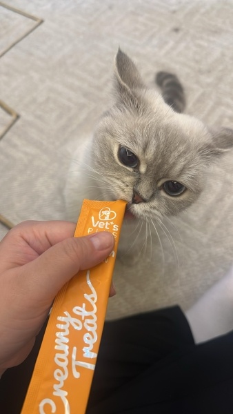 British Shorthair, Kedi duru fotoğrafı