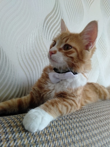 Sarman, Kedi umut fotoğrafı