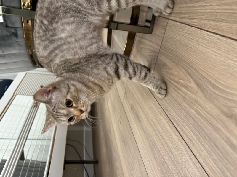 Scottish Fold, Kedi  KARAMEL fotoğrafı