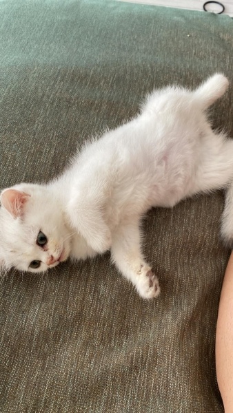 British Shorthair, Kedi  bulut fotoğrafı