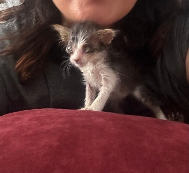 Tekir Kedi, Kedi  Efe fotoğrafı