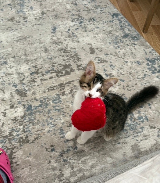 Tekir Kedi, Kedi  Efe fotoğrafı