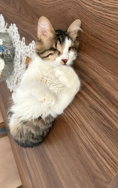 Tekir Kedi, Kedi  Efe fotoğrafı