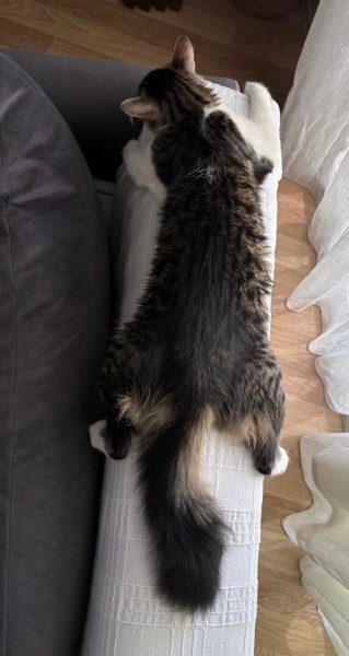 Tekir Kedi, Kedi  Efe fotoğrafı