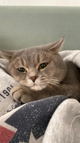 British Shorthair, Kedi  paşa fotoğrafı