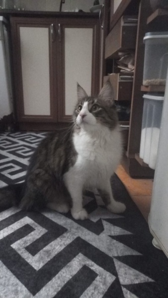 Maine Coon, Kedi  Duman fotoğrafı