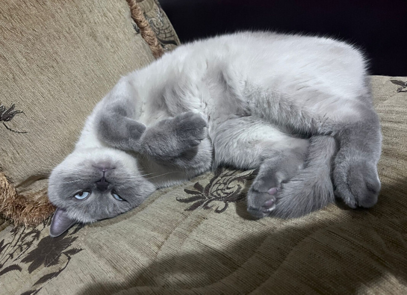 British Shorthair, Kedi Buhar fotoğrafı