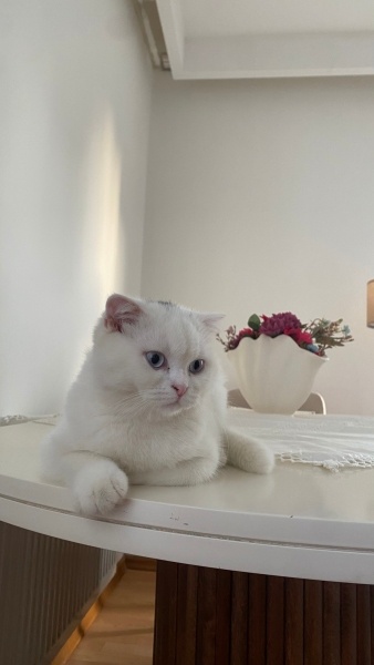 Scottish Fold, Kedi Şirin fotoğrafı