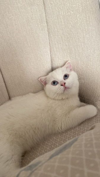 Scottish Fold, Kedi Şirin fotoğrafı