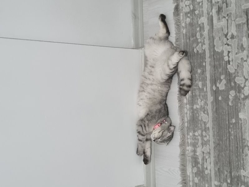 Scottish Fold, Kedi  Şila fotoğrafı