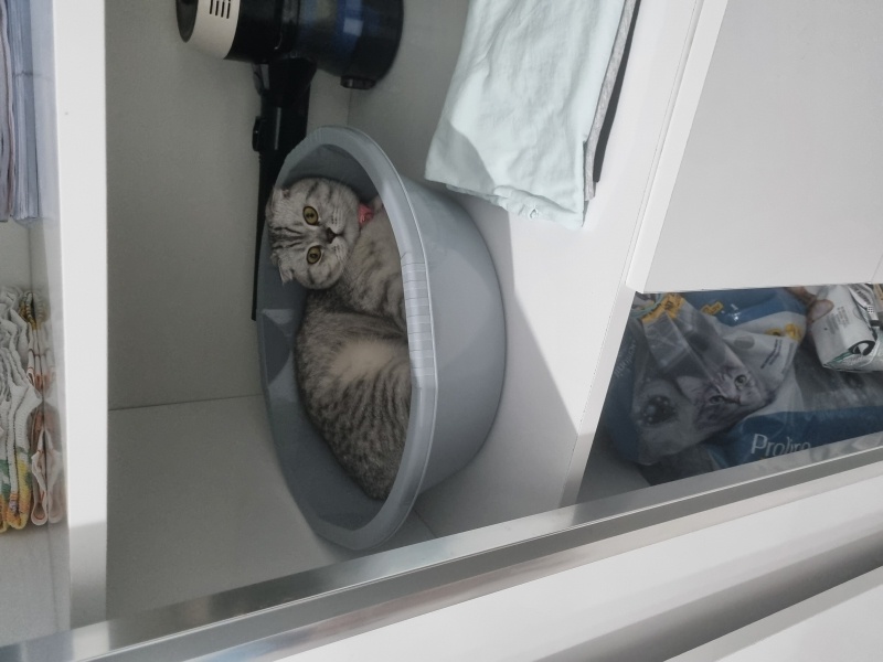 Scottish Fold, Kedi  Şila fotoğrafı