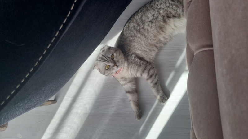Scottish Fold, Kedi  Şila fotoğrafı