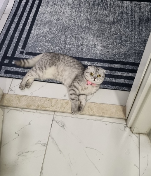 Scottish Fold, Kedi  Şila fotoğrafı