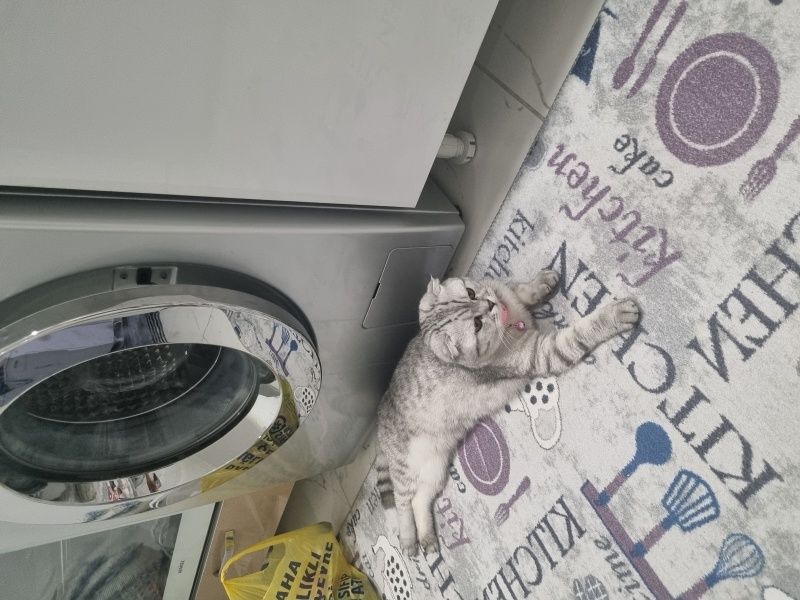 Scottish Fold, Kedi  Şila fotoğrafı