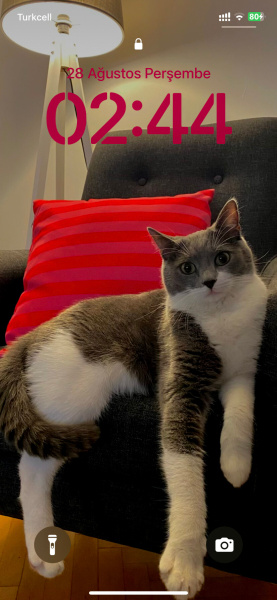 Mavi Rus, Kedi Arthur fotoğrafı