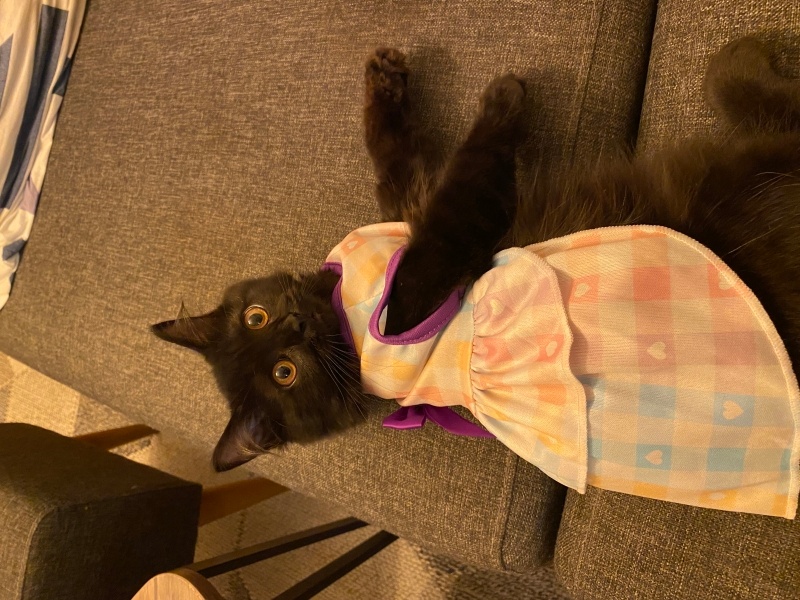 British Longhair, Kedi Karam fotoğrafı