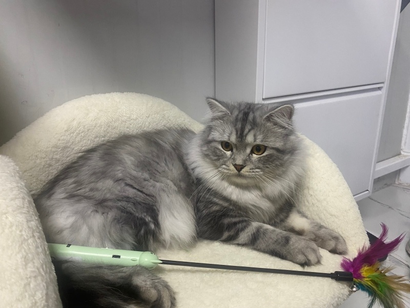 British Longhair, Kedi Nicolas fotoğrafı