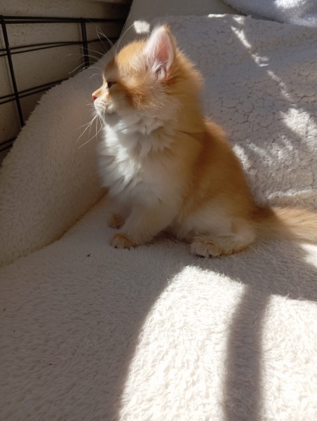British Longhair, Kedi Rita fotoğrafı