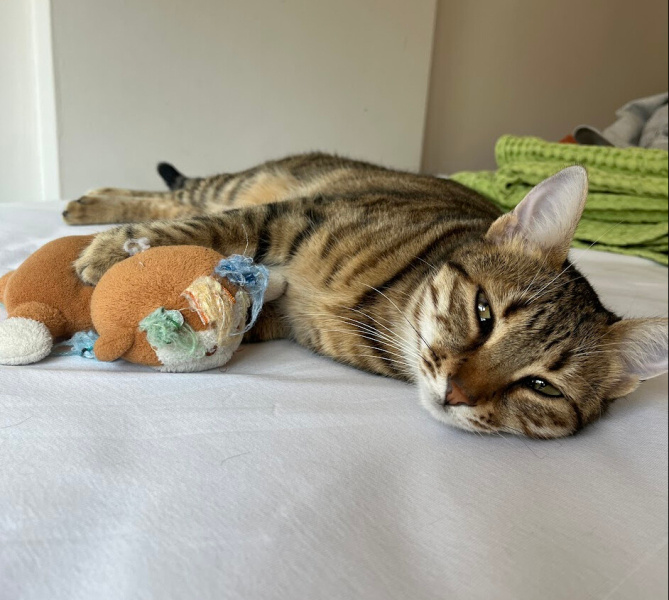 Tekir Kedi, Kedi  Nazlı fotoğrafı