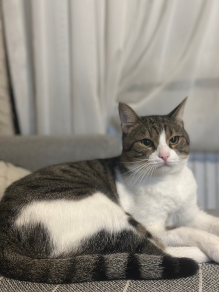 Tekir Kedi, Kedi Dino fotoğrafı