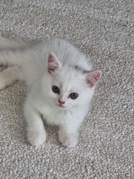 British Longhair, Kedi İnci fotoğrafı