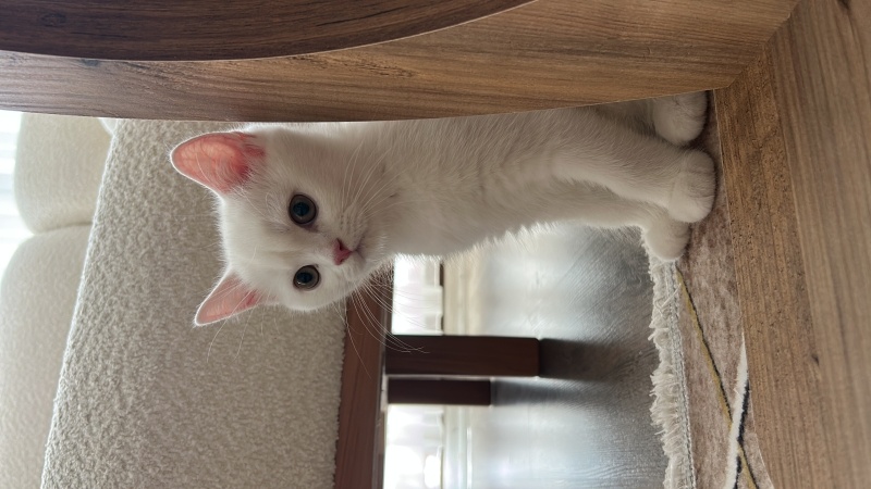 British Longhair, Kedi İnci fotoğrafı