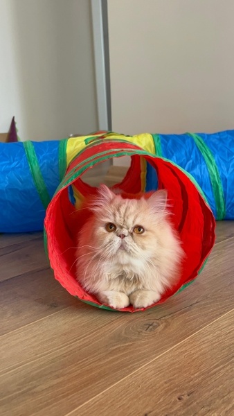 İran Kedisi (Persian), Kedi  ŞERO fotoğrafı